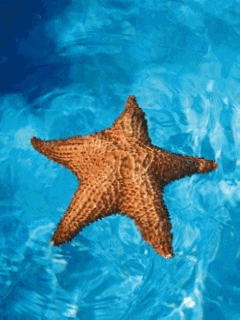 seastar_hikn83n5.gif